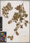 Foto von Salix caprea L. x Salix repens L.